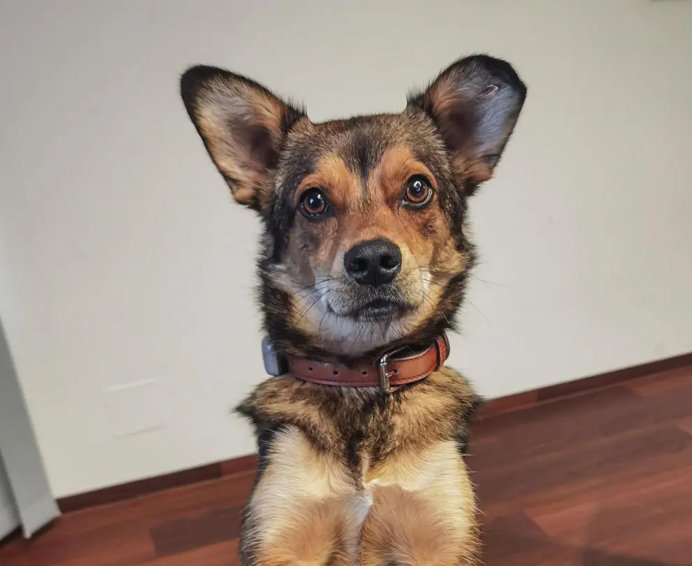 Timmy, Team - IMPULS Werbeagentur